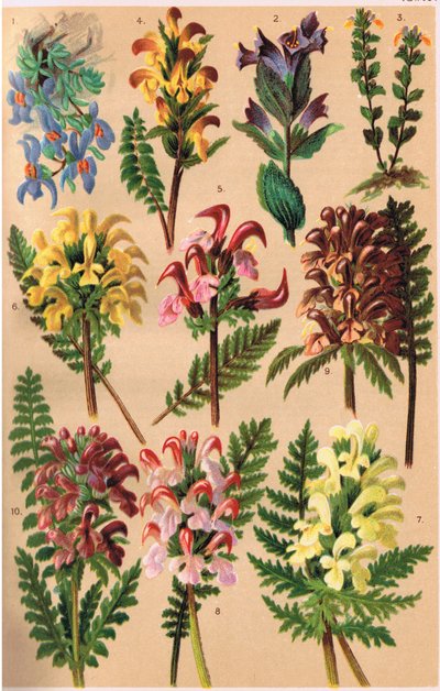 Piante alpine, illustrazione da 